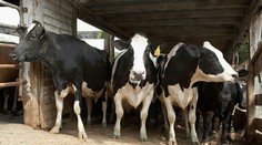 V Poľsku sa objavila atypická forma choroby šialených kráv