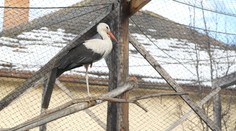 Rarita na Liptove. Dva bociany neodleteli do teplých krajín a ostali na Slovensku