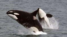 VIDEO: Desivý útok kosatiek v Stredozemnom mori na loď českého kapitána