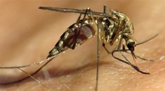 Pre rozmnožené komáre zasadne v Bratislavskom kraji krízový štáb