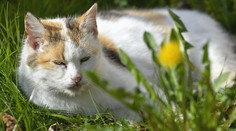 Uhryzla ju mačka a zomrela. Potvrdili prvý prípad prenosu choroby zo zvieraťa na človeka