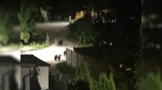 Keď sa zotmie, v Kľačne sa boja vyjsť aj pred dom. V strede dediny v noci opäť videli medvede