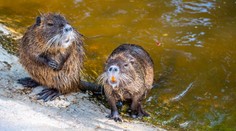 V Nitre sa premnožili nutrie. Okoloidúci ich prikrmujú, ochranári to kritizujú