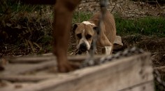Biznis, v ktorom zvieratá zomierajú. Na nelegálne psie zápasy upozorňujeme roky