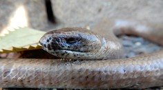 Trojmetrový had sa ukrýval na toalete, muža pohrýzol do penisu