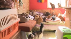 Pred vojnou neutekajú len ľudia, ale aj zvieratá. Dve Ukrajinky zachránili 34 mačiek a psíkov