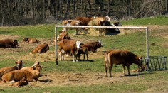 Pol hodina hrôzy: Ženu v obci Ďurďové napadlo stádo kráv. Obkolesili ju aj dupali po nej