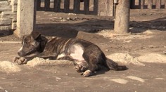 Tvrdia, že psov zabíjajú deti z osady. Kompetentní to odmietajú