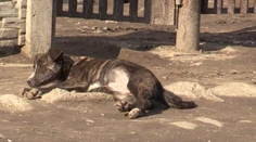 Tvrdia, že psov zabíjajú deti z osady. Kompetentní to odmietajú