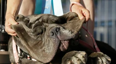 Najškaredším psom roku 2017 je neapolský mastiff Martha