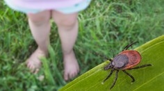 Každý štvrtý vraj prenáša boreliózu. Kliešte najviac číhajú na miestach, kde by sme to asi nečakali