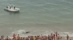 Panika na pláži v Španielsku. Ľudí vyhnal z vody viac ako dvojmetrový žralok