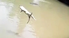 Krutosť bez hraníc: So smiechom hodili živú mačku krokodílovi