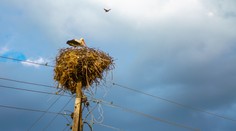 Šoférov autobusu prekvapil operený návštevník. Bocian sa v depe objavil v nezvyčajnom čase