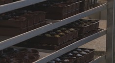 Cena kakaa trhá na burzách rekordy. Zdražovanie čokolády je nezvratné