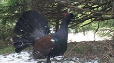 V čase tokania sa nezľaknú ani traktora. Zázrak našej prírody je na pokraji vyhynutia