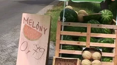 Kam sa vytratili slovenské dyne?