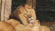 Smútok v bojnickej ZOO. Jej ikonu museli navždy uspať