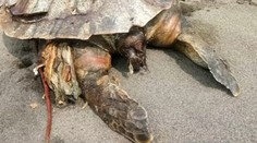 Opäť zabíjal plast: Našli mŕtvu korytnačku s igelitkou v bruchu