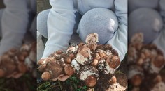 Pri Gbeloch našiel exkluzívny kúsok. Rodinku 28 dubákov vyrastajúcich z jedného koreňa