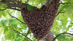 Ľudí pri detskom ihrisku v Poprade vystrašil roj včiel. Pomôcť môže jednoduchý krok