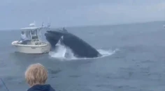 VIDEO: Na rybársku loď vyskočila z vody veľryba. Pasažieri padli cez palubu do mora