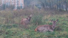 Sídlisko v Ružomberku okupujú jelenice. Veľké problémy s nimi majú aj poľnohospodári