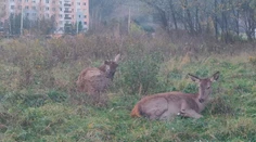 Sídlisko v Ružomberku okupujú jelenice. Veľké problémy s nimi majú aj poľnohospodári
