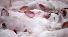 Panika medzi veľkofarmármi prasiat. Väčšina má veľkochov kúsok od Maďarska