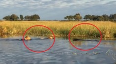 Nečakaný stret predátorov. Turisti so zatajeným dychom sledovali súboj krokodíla s levmi