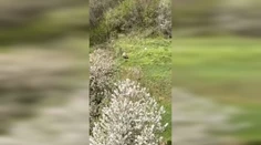 VIDEO: Ľudia by mali byť na pozore. V ďalších dvoch obciach videli medveďa, jeden sa túlal pri rodinných domoch