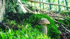 Obdobie zberu húb sa začína. Tu sú tipy a rady od profesionálneho hubára