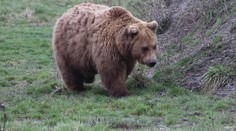 Na juhu sa nečakane objavil medveď: Jedného muža vraj naháňal, miestnych už prepadol strach
