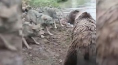 Návštevníkov zoo šokoval krvavý incident: Medvede pred ich očami roztrhali vlčicu