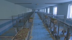 V stanici na juhu Slovenska skončili stovky psov. Ak ich chcú útulky zachrániť, musia štátu zaplatiť