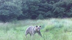 Muž stretol pod Vratkou skalou medveďa. Zviera sa rozbehlo oproti nemu, pri úteku sa zranil