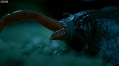 Fascinujúce video: Slimák zhltol dážďovku ako špagetu