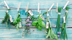 Bylinky, doplnky, homeopatiká. Výskum zistil, koľko Slovákov vyhľadáva alternatívnu medicínu