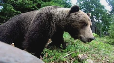 V Tatrách usmrtili medvedicu. Jej mláďatá budú sledovať