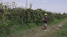 Na vlastnej koži pociťuje výkyvy počasia. Talianskemu farmárovi zostávajú tento rok len oči pre plač