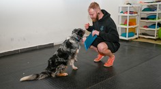 VIDEO: Vycvičiť sa dá každý pes, veková hranica neexistuje. Tieto triky ho môžete naučiť sami za pár minút