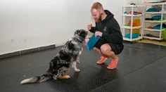 VIDEO: Vycvičiť sa dá každý pes, veková hranica neexistuje. Tieto triky ho môžete naučiť sami za pár minút