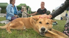 Záujem o adopciu psíkov rastie. Nový domov našli niektorí aj na sobotnej charitatívnej akcii