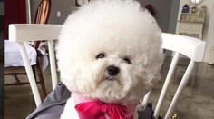 Načesaný bišónik vás svojou rozkošnosťou dostane