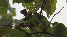 Lieskové orechy zdražejú až o 60 percent. A s nimi aj sladkosti