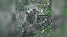 Pod taktovkou Štátnej ochrany prírody mali za 17 dní na Slovensku zastreliť 16 medveďov