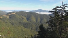 V Nízkych Tatrách vraj zlikvidujú veľkú časť lesov, v ktorých prežívajú vzácne hlucháne