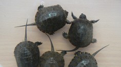 Ak nájdete korytnačku močiarnu, nemali by ste ňou manipulovať. Na Slovensku je ohrozeným druhom