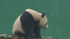 Pozrite sa, aké prekvapenie pripravili malej pande na narodeniny