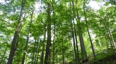 UNESCO rozšírilo územie bukových pralesov na východe Slovenska na zozname svetového dedičstva